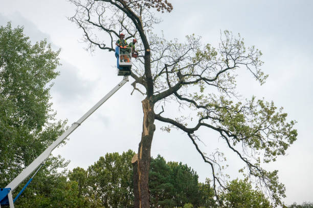 Trusted Walsenburg, CO Tree Care Services Experts